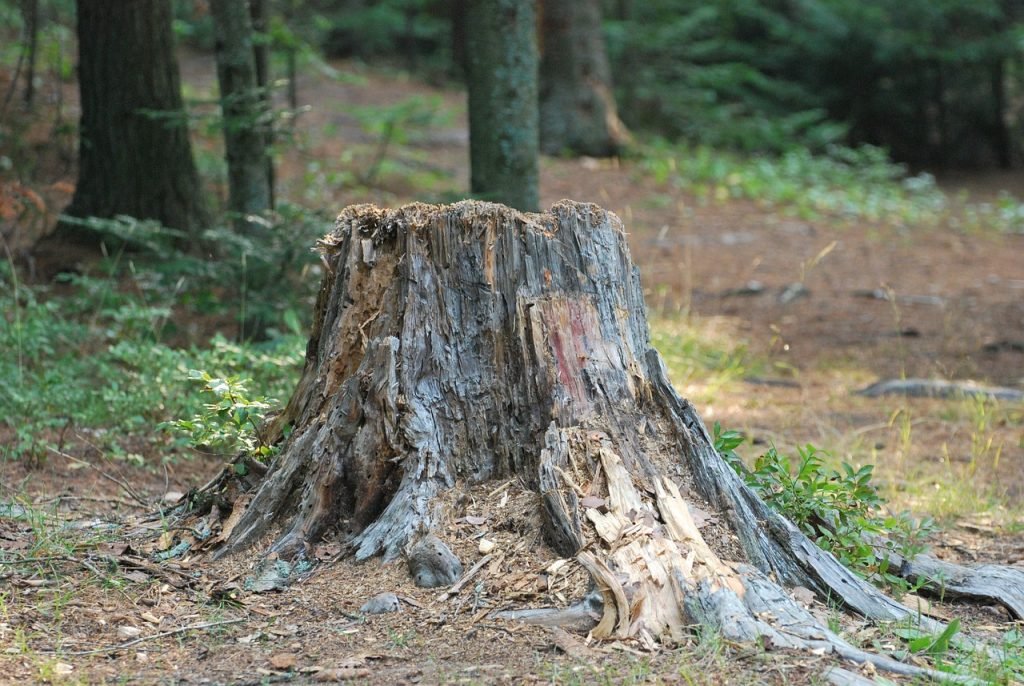 nature, tree stump, woods