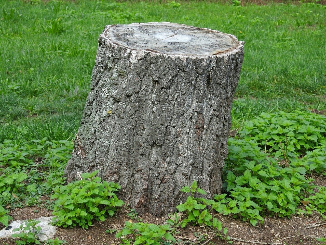 tree trunk, tree stump, grasslands