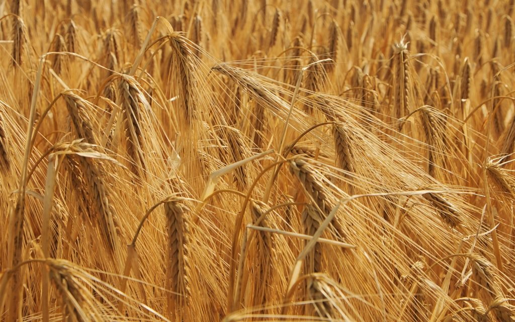 a field of ripe wheat ready to be harvested