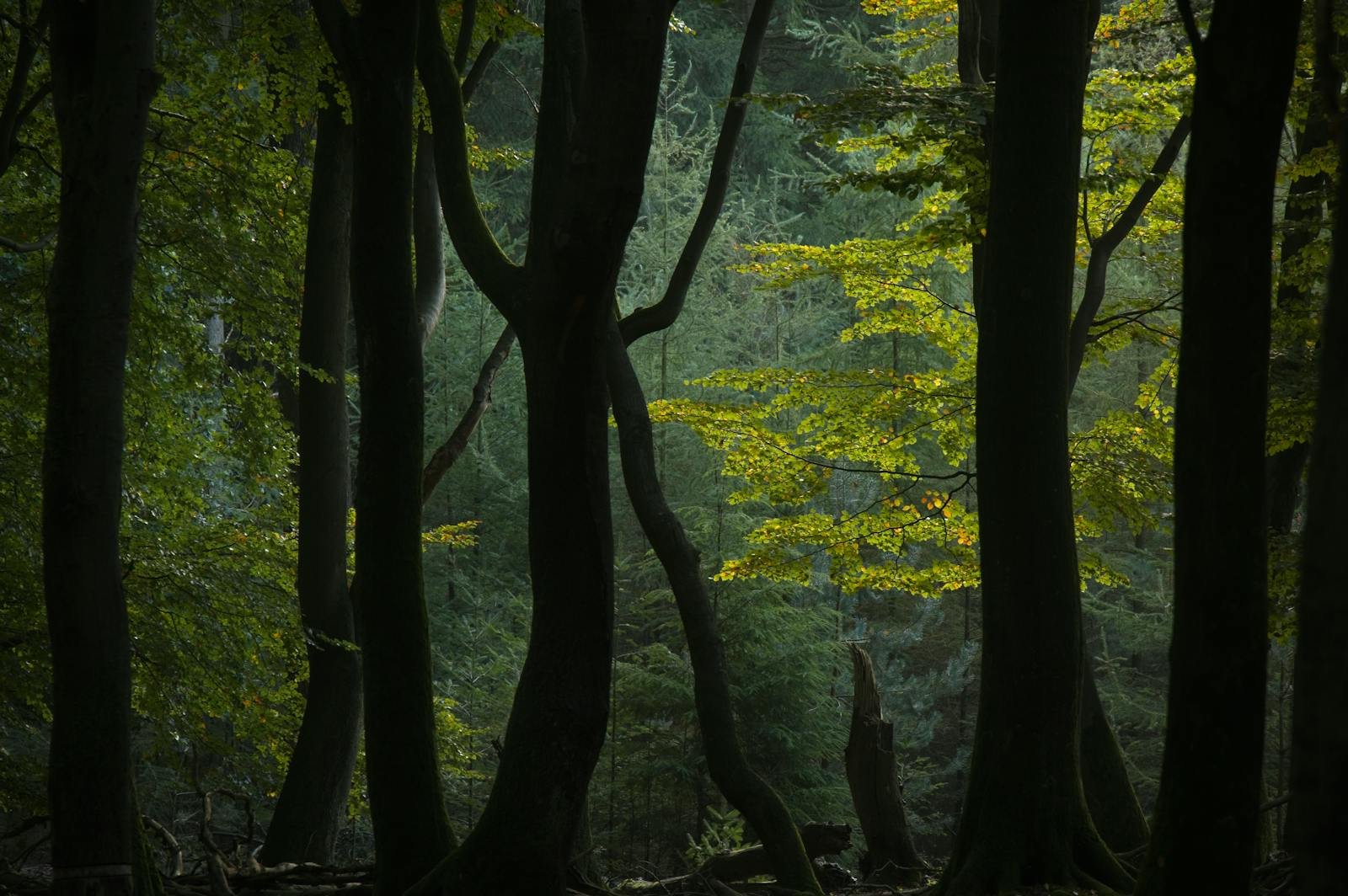 A serene view of twisting trees in the lush forests of Ermelo, Gelderland.